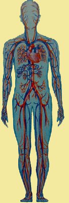 Заболевания печени Заболевания печени